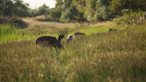 Fallow deer busk grazing on tall grass by forest in evening sunlight Stock Footage 346192120
