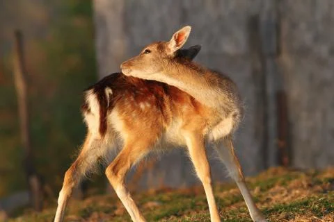 Fallow deer calf ( Dama ) scratching for ticks in a clearing Stock Photos