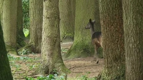 Fallow deer with calf Stock Footage 18178996
