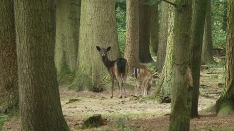 Fallow deer with calf  in forest between tree trunks Stock Footage 18179024