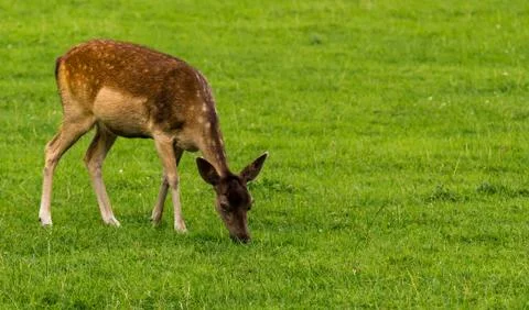 Fallow deer calf grazing Stock Photos