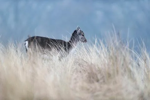 Fallow deer calf walking through tall yellow grass. Stock Photos
