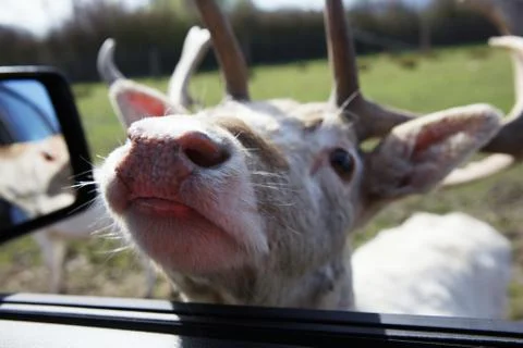 Fallow deer in car window Stock Photos