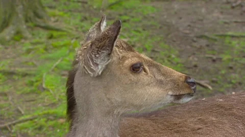 Fallow Deer (cervus dama) doe looks away over shoulder, medium shot Stock Footage 22826332