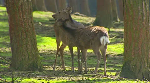 Fallow Deer (cervus dama) doe with offspring in forest Stock Footage 22826620