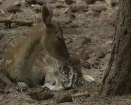 Fallow Deer (cervus dama) with newborn fawn, trying to stand up and drinks Vídeo Stock 24181488