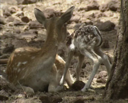 Fallow Deer (cervus dama) with newborn fawn, first steps and lies down 02 Stock Footage 24185950