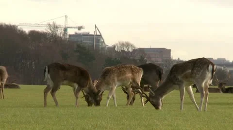 Fallow Deer in a City Park Stock Footage 10909538