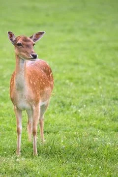 Fallow deer in a clearing Stock Photos