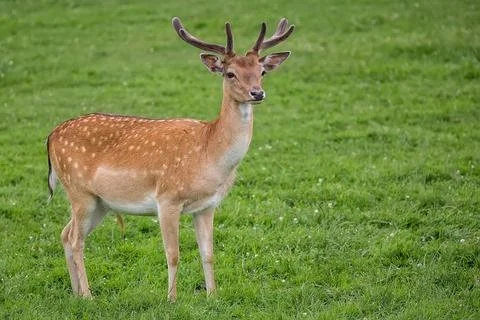 Fallow deer in a clearing Stock Photos