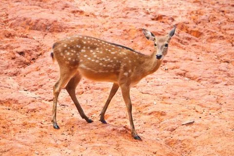 Fallow deer  close up Foto stock