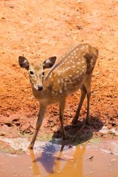 Fallow deer  close up Stock Photos