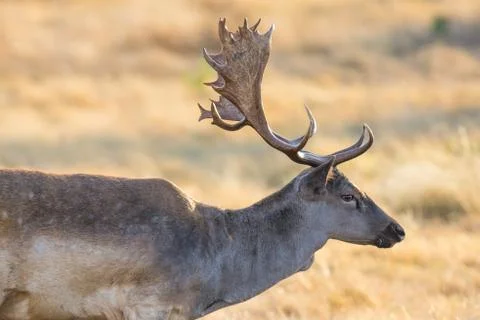 Fallow Deer Close up Stock Photos