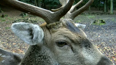 Fallow deer closeup Stock Footage 881761