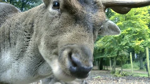 Fallow deer closeup Stock Footage 881762