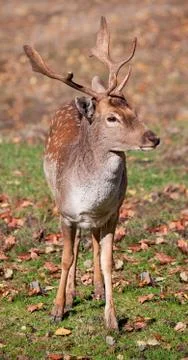 Fallow deer closeup Stock Photos