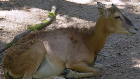 Fallow deer cow, Dama dama, Bavaria, Germany Stock Footage 244228091