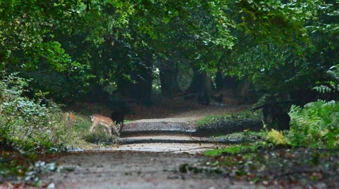 Fallow deer cross forest path Stock Footage 41466562