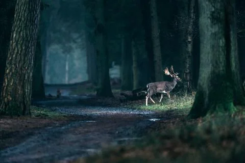 Fallow deer crossing path in misty forest. Stock Photos