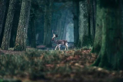 Fallow deer crossing path in misty forest. Stock Photos