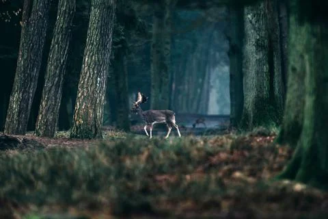 Fallow deer crossing path in misty forest. Stock Photos