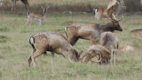 Fallow  deer (Dama dama) 2 bucks rut fight leaving blood on face Stock Footage 158616680