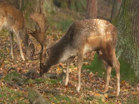 Fallow deer (Dama dama) in autumn forest Video stock 81510643