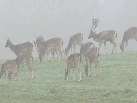Fallow deer (Dama dama) in autumn forest Stock-Footage 81522283