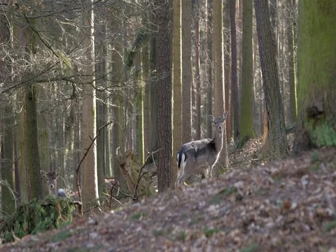 Fallow Deer (Dama dama), in autumn forest Stock Footage 85304635