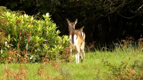 Fallow deer Dama dama buck with hinds Video stock 82658724