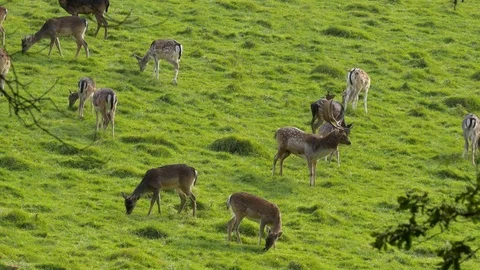 Fallow deer Dama dama buck stands in middle of herd of does bellowing Stock Footage 82659811