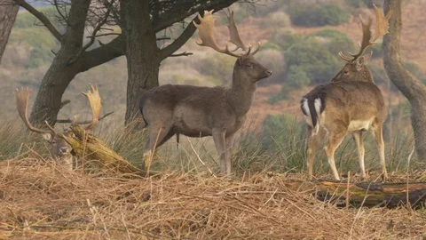 Fallow deer Dama dama buck with full antlers standing in woodland Stock-Footage 87092219