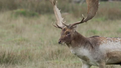 Fallow  deer (Dama dama ) Buck bellowing during rut Stock Footage 141934897