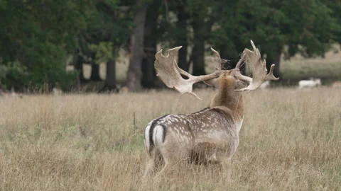 Fallow deer (Dama dama) buck scent marking Stock Footage 260264950