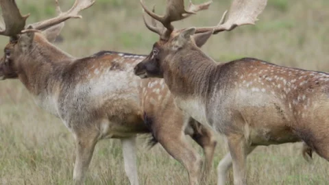 Fallow deer (Dama dama) bucks paralleling and fight during the rut Stock Footage 158617308