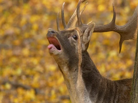 Fallow deer (Dama dama) calling in rut Video stock 81509124