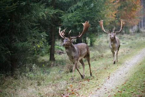 Fallow deer (dama dama) chasing its rival during mating season Foto stock