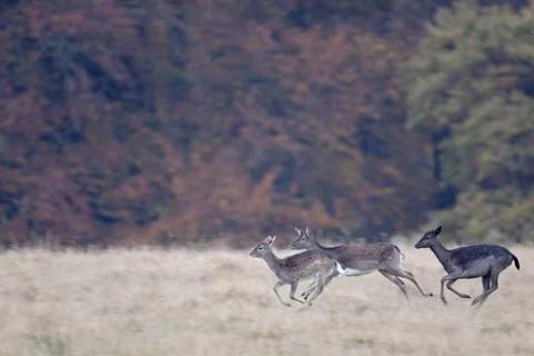 Fallow Deer (Dama dama), the colouration of the coat is very variable, also Stock Photos