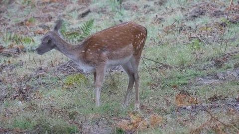 Fallow deer Dama dama doe checks for danger before foraging for acorns Stock Footage 108068151