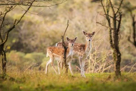 Fallow deer Dama Dama doe, hind or fawn in Autumn Stock Photos