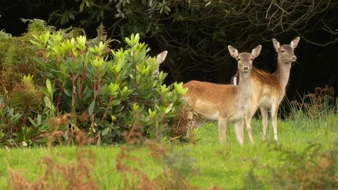 Fallow deer Dama dama does watching and grazing Video stock 82658755
