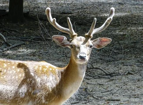 Fallow deer (Dama dama) during the summer Fotos de archivo