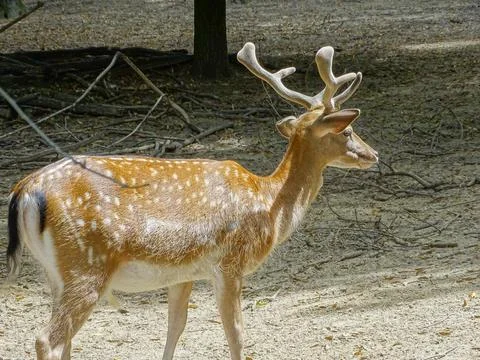 Fallow deer (Dama dama) during the summer Photos