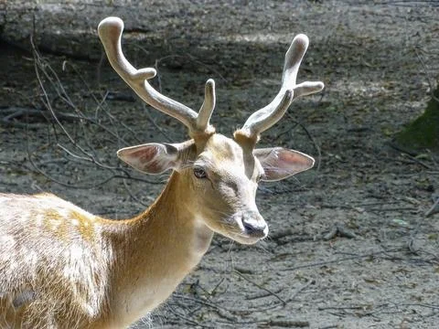 Fallow deer (Dama dama) during the summer Fotos Stock