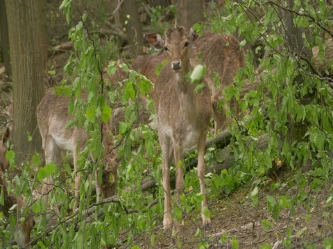 Fallow deer (Dama dama) eating leaves from fallen tree Vídeo Stock 80860454