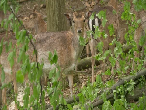 Fallow deer (Dama dama) eating leaves from fallen tree Stock Footage 80860643