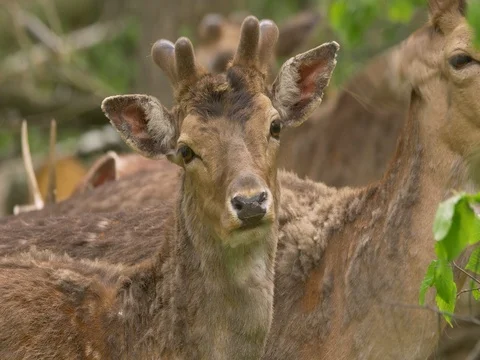 Fallow deer (Dama dama) eating leaves from fallen tree Stock-Footage 80860818
