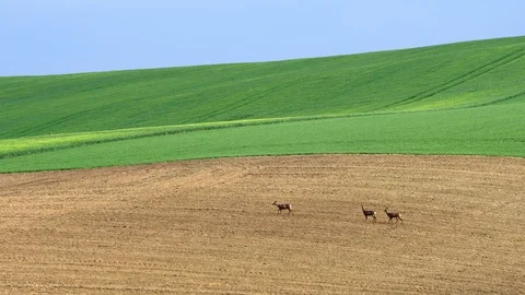 Fallow Deer (Dama dama) in a field. Stock Footage 122497732