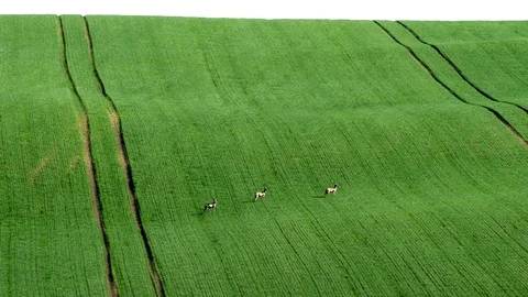Fallow Deer (Dama dama) in a field. Stock Footage 122498017