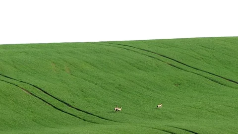 Fallow Deer (Dama dama) in a field. Video stock 122498571